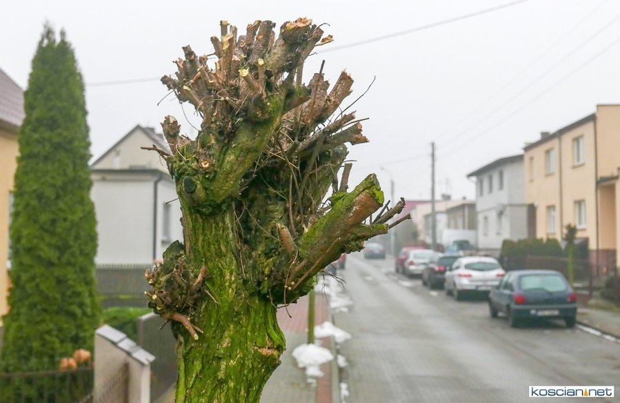 Tak formowano korony drzew przed interwencją TMZK 