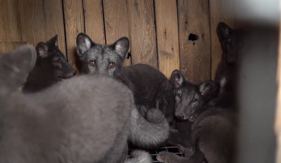 Zdjęcia z tego roku. W klatkach jest po 10 lisów