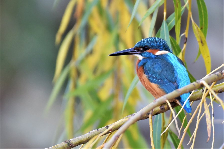 Fot. Jacek Olejniczak