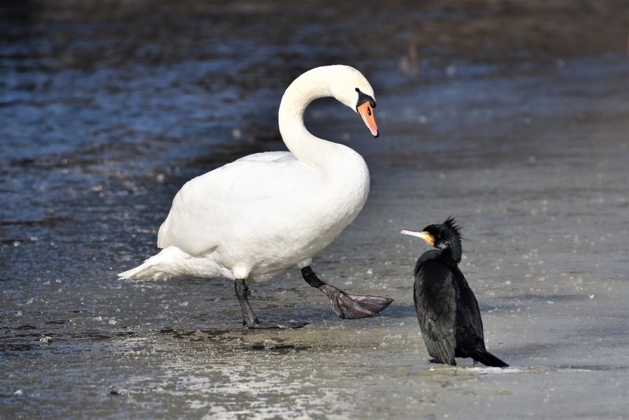 Łabędź niemy z kormoranem na Obrze w Kościanie. Fot. Jacek Olejniczak 