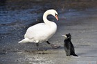 Łabędź niemy i kormoran