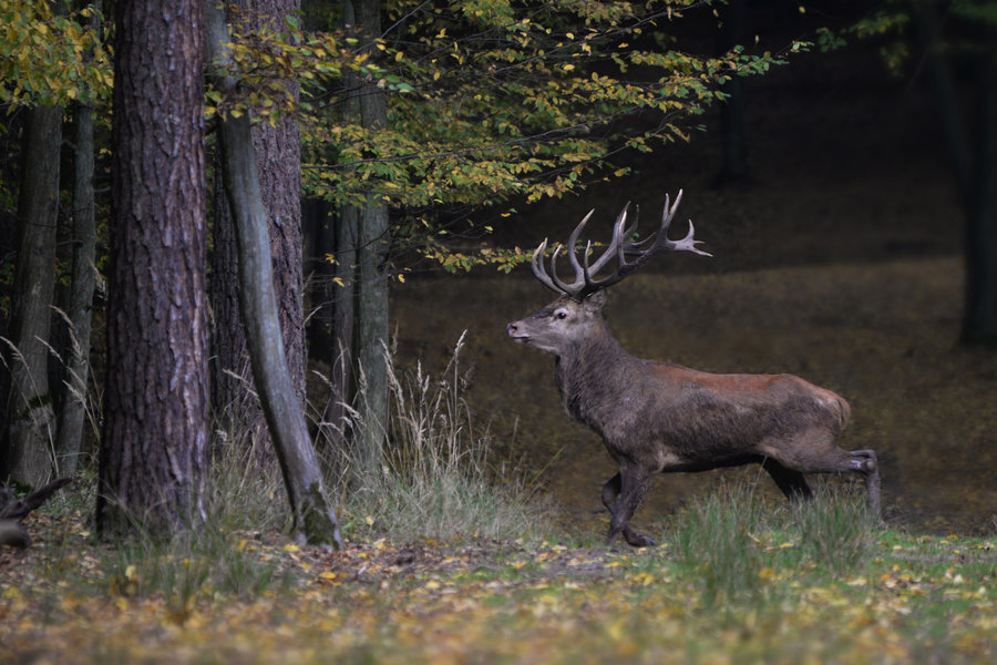 Jeleń. Fot. Wojciech Błoch