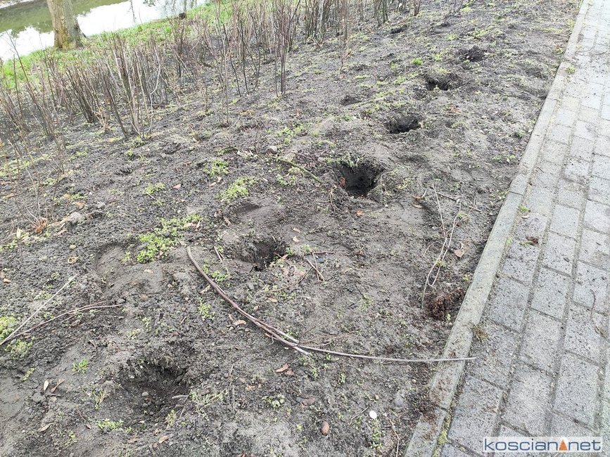 18-latek wyrwał 15 krzewów i połamał kilka palików