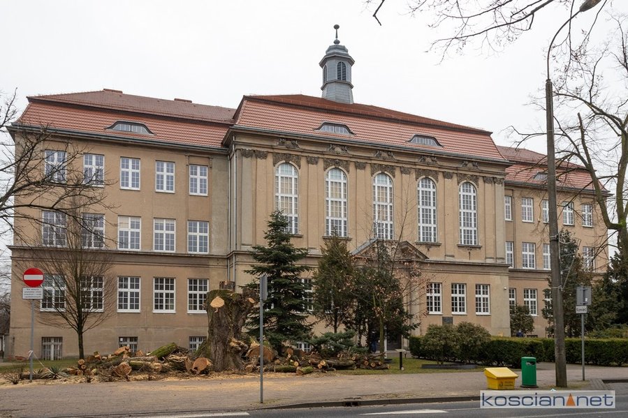 Sprzed I LO wycięto trzy olbrzymie topole. 