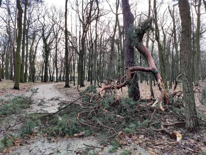 Niż Dudley wyrządził w powiecie stosunkowo niewielkie straty w porównaniu z  innymi częściami Wielkopolski. „Niewielkie” oznacza aż 48 zdarzeń, do których wyjeżdżali strażacy. 