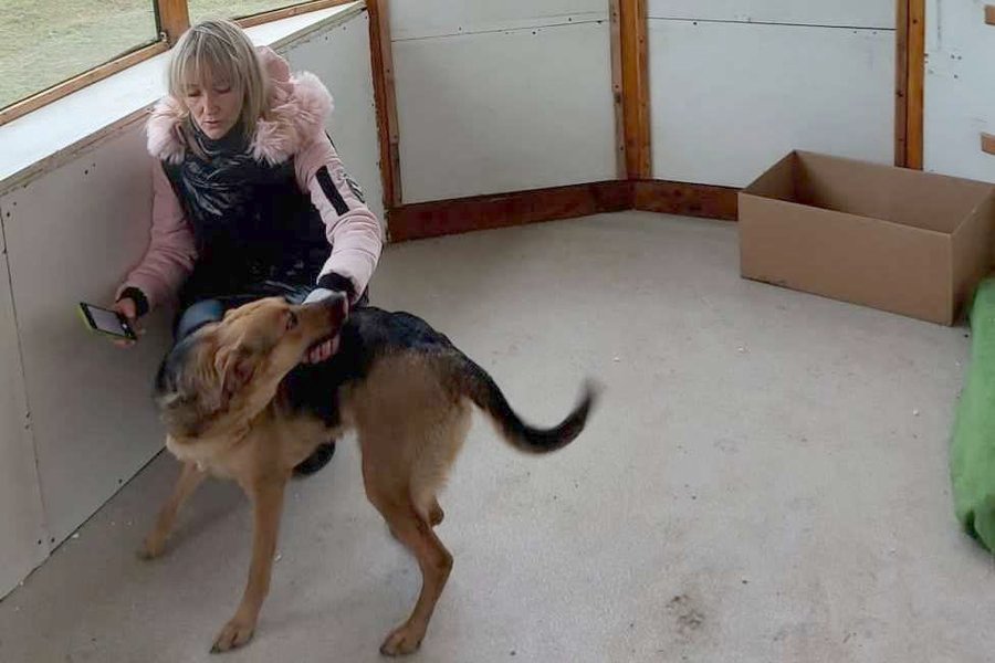 Pies, który przebywał w kiosku w dniu interwencji Fot. Fundacja Mondo Cane