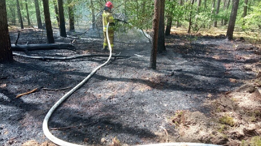 Las w Kiełczewie palił się 16 i 18 maja