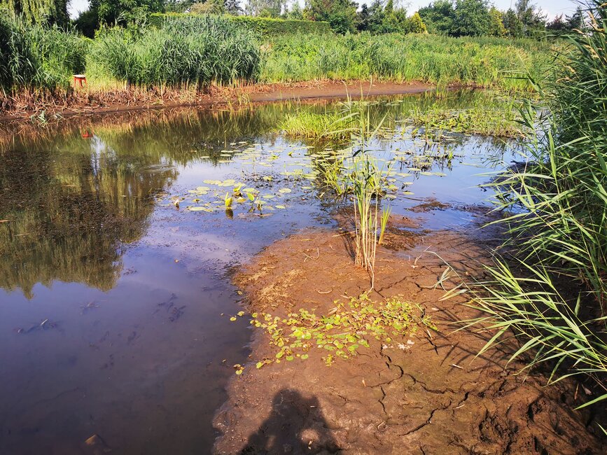 5 lipca 2022. Kościański Kanał Obry na wysokości Olszynek. Fot. z FB Dawida Borkowskiego 