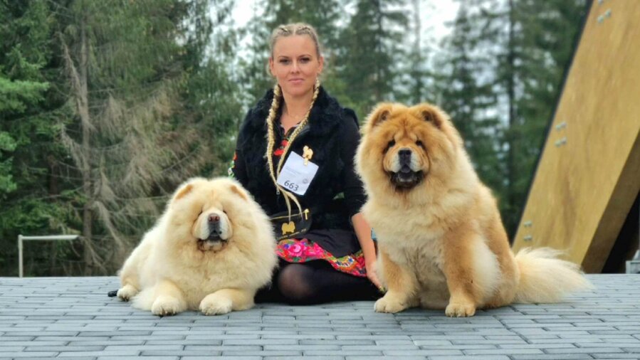 Chow chow z hodowli Sky Garden FCI Marty Grześkowiak znane są w całym kraju. Widoczne na zdjęciu sunie są Championkami Polski, a starsza także Championką Polski Weteranów. 
