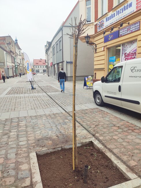 Na deptaku posadzono klony