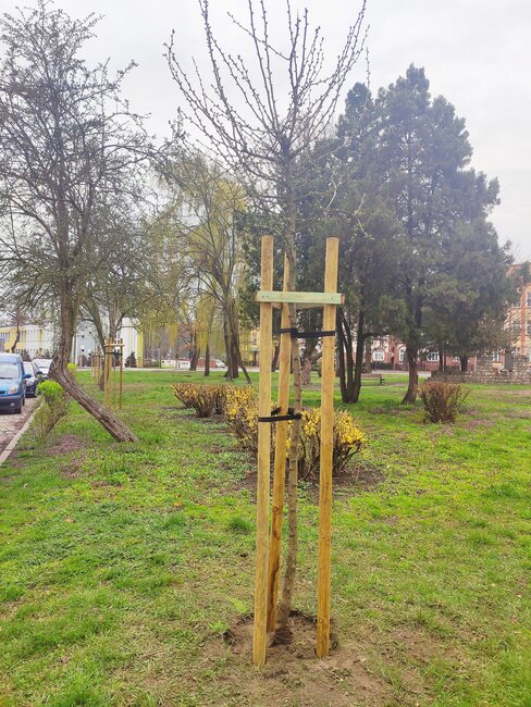 Głogi z Worcławskiej przesadzono na Plac Szarych Szeregów