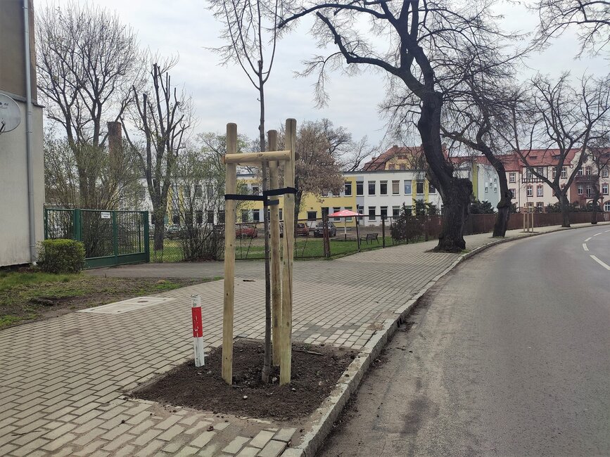 Na ul. Mickiewicza posadzono 7 lip.