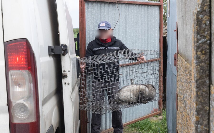 Zdjęcia: Andrew Skowron / Otwarte Klatki