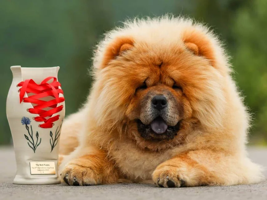 LIFE'S STORM PAWMI - najpiękniejsze szczenię IX Międzynarodowej Wystawy PSÓW RASOWYCH ZAKOPANE 2023 