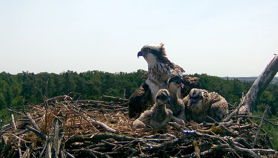 Rodzina rybołowów. Ujęcie z kamery Komitety Ochrony Orłów