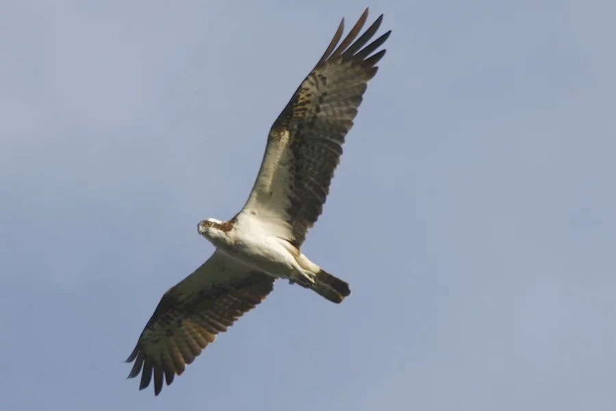 Rybołów w locie. Fot. Cezary  Brodziak 