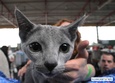 Wystawa kotów rasowych