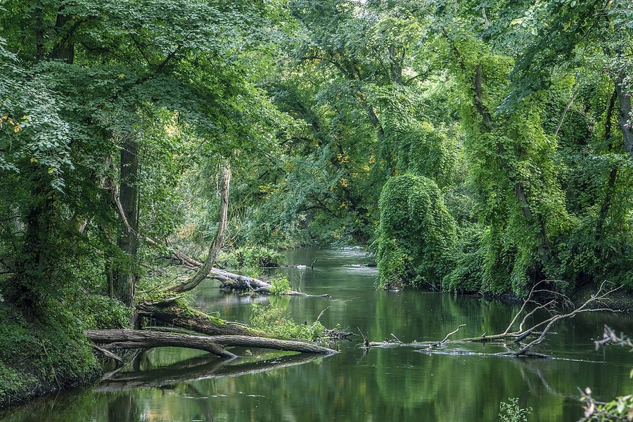 Fot. Jerzy Strzelecki / wikimedia.org