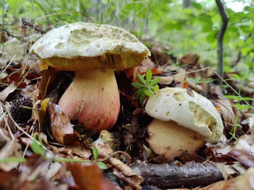 Fot. Piotr Grześ - Regionalna Dyrekcja Lasów Państwowych w Poznaniu. 