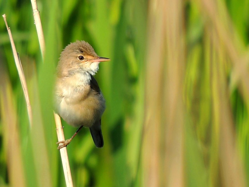 Trzciniak. Fot. J. Olejniczak