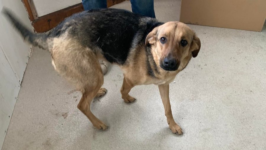 Pies, który przebywał w kiosku w dniu interwencji