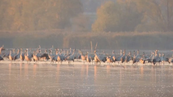 Poranek z żurawiami 