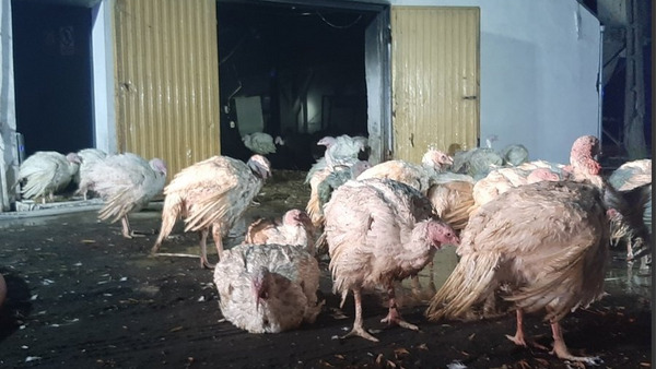 Pożar na fermie indyków