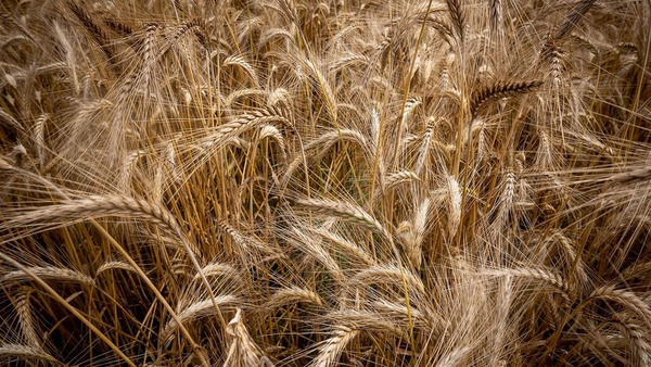 Zatrzymane w kadrze: Polska Kronika Filmowa z wizytą w Choryni