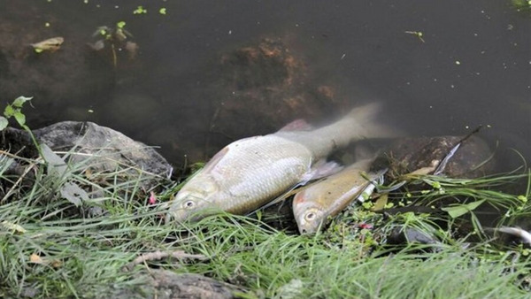 Grozi nam kolejna przyducha?