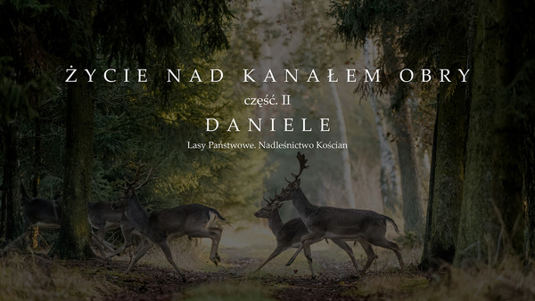 Życie nad kanałem Obry. Część II. Daniele