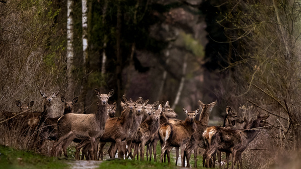 Życie nad kanałem Obry. Wiosna