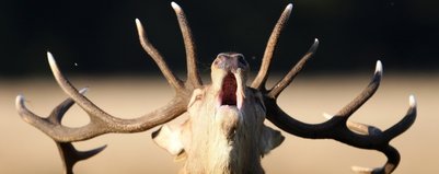 Myśliwi przed sądem