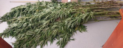 Zatrzymani za posiadanie