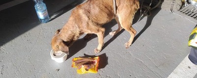 Strażacy uratowali psa