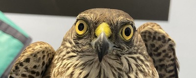 Zwierzaki pod fachową opieką