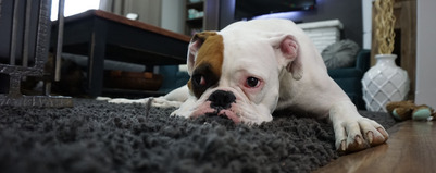 Dywan okrągły czy prostokątny?