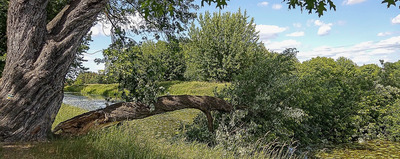 Runął potężny konar