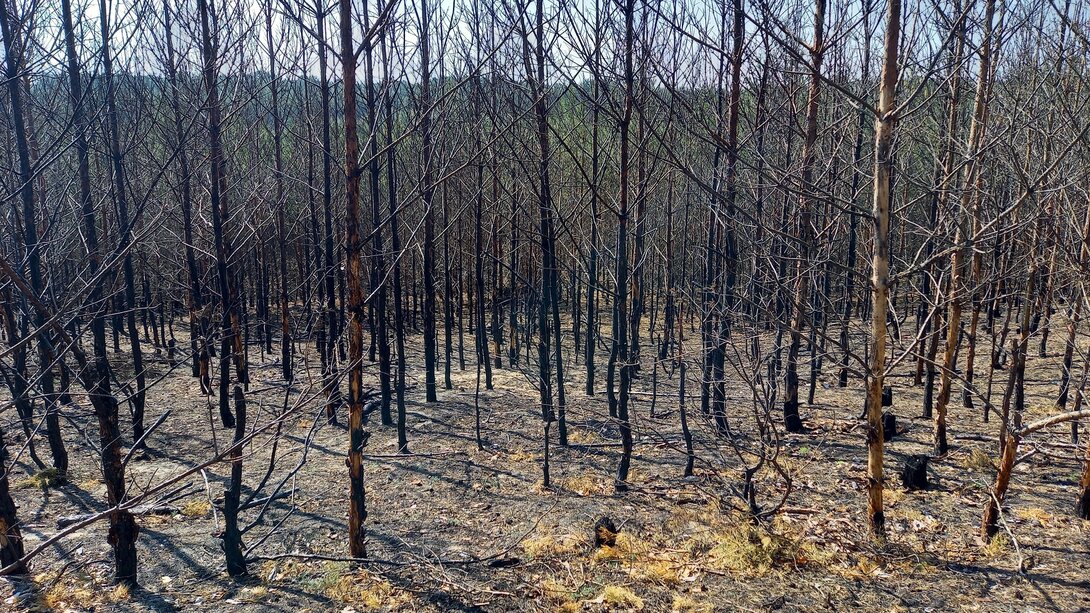 Las po pożarze. Fot. M.Marchelek-Pawlak