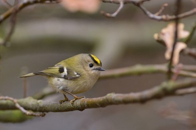 Kto to taki? Leśne ptaki