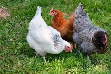 Masz jedną kurę? To musisz zarejestrować „hodowlę”. Serio 