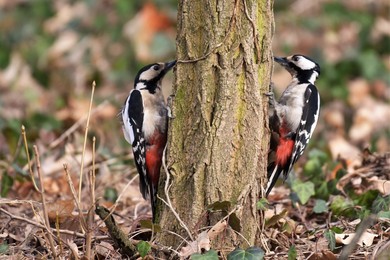 Bogactwo i różnorodność przyrody w Kościanie 