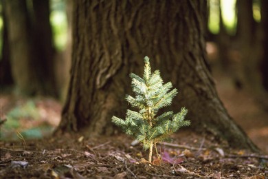 Zaproszenie do sadzenia lasu w Kurzej Górze