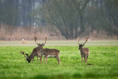 Wiosna: spotkanie z jeleniami i danielami