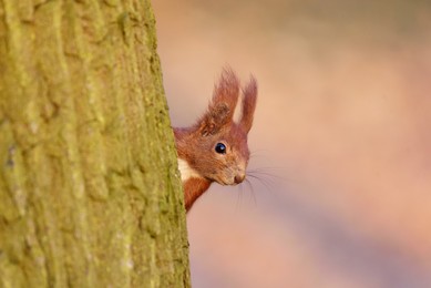 Mieszkańcy kościańskiego parku