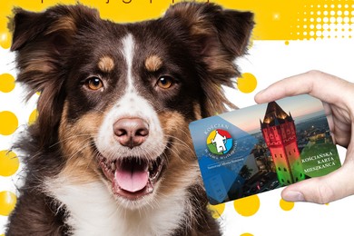 Bezpłatne zabiegi dla psów w Kościanie