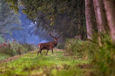 Zaczyna się rykowisko. Zaglądamy nad kanał Obry