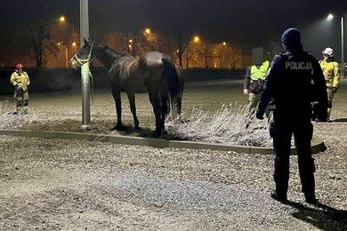 Na drogę wybiegły trzy spłoszone konie