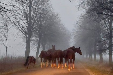Spłoszone konie biegały po drodze