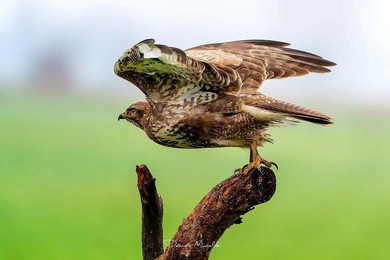 O czym szumią wierzby nad Obrą? Film z czatowni na ptaki