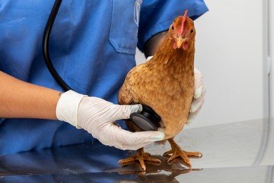 Wykryto przypadki ptasiej grypy. Wprowadzono nakazy i zakazy 